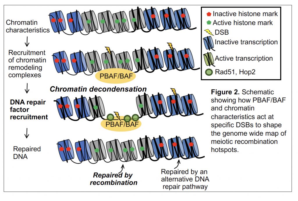 Chromatin remodeling, epigenetic marks, and histone readers